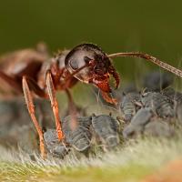 Black Ant with aphids 